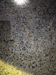 Bogertophis subocularis