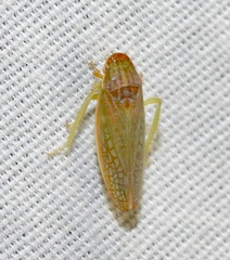 Gyponana gladia