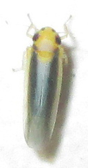 Cicadulina mbila