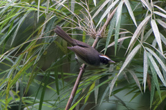 Basileuterus melanogenys