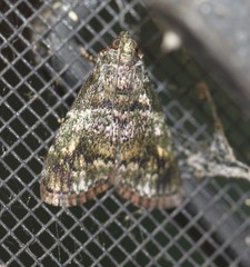 Orthaga atribasalis