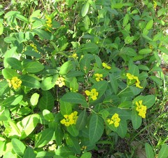 Stigmaphyllon paralias