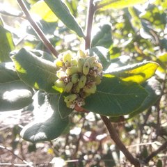 Rhus standleyi
