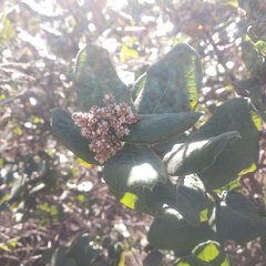 Rhus standleyi