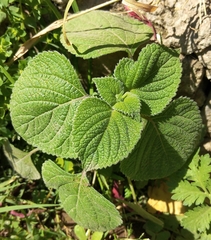 Salvia tiliifolia