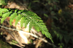 Asplenium gracillimum