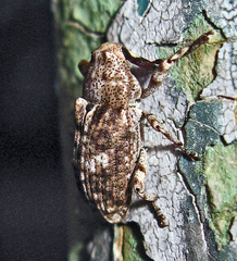 Gasterocercus depressirostris
