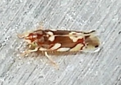 Erythroneura elegans