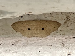 Semaeopus cantona