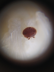 Varroa destructor