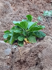 Sinapidendron gymnocalyx