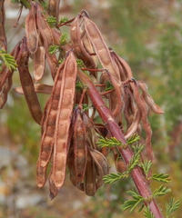 Acacia pulchella