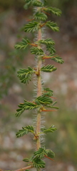 Acacia pulchella