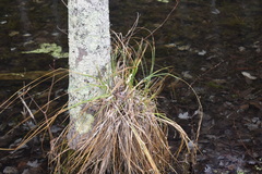 Carex decomposita