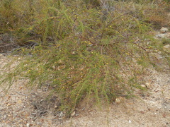 Acacia pulchella