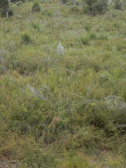 Acacia pulchella