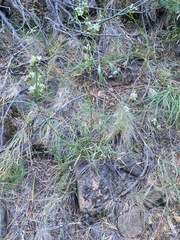 Frasera albicaulis nitida