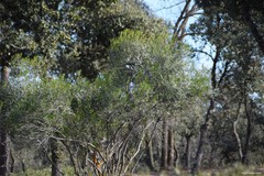 Phillyrea angustifolia