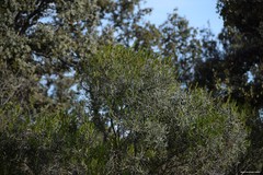 Phillyrea angustifolia