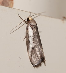 Philobota acropola