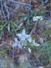 Frasera albicaulis nitida