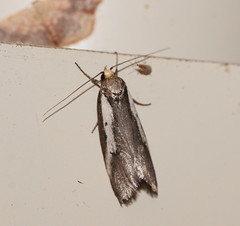 Philobota acropola