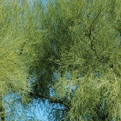 Parkinsonia florida