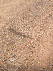 Heterodon nasicus
