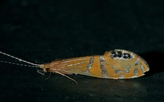 Nectopsyche ortizi