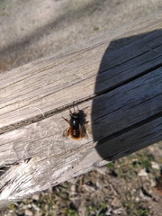 Osmia