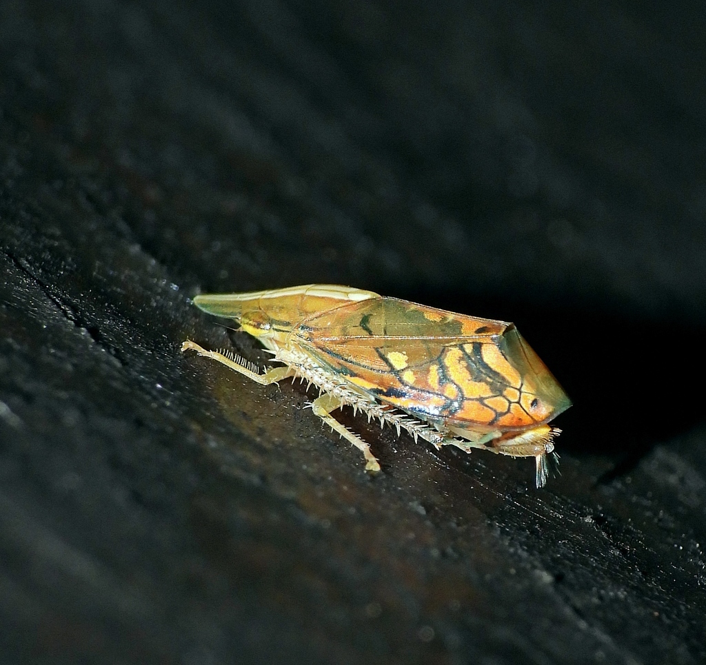 Perugrampta