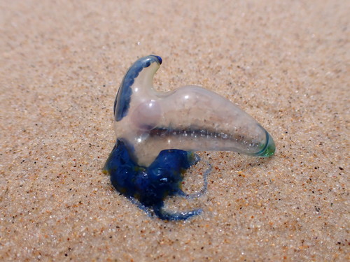 photo of Portuguese Man O' War (Physalia physalis)