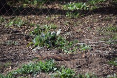 Cynoglossum cheirifolium