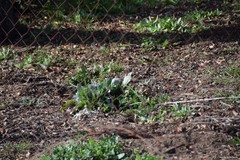 Cynoglossum cheirifolium