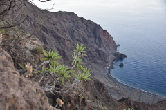 Sonchus hierrensis