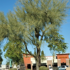 Parkinsonia florida