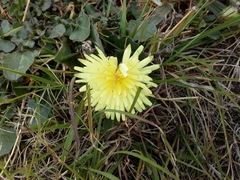 Urospermum dalechampii