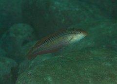 Suezichthys arquatus