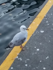 Chroicocephalus novaehollandiae