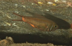 Optivus agastos