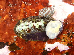 Onithochiton quercinus