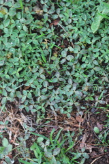 Trifolium fragiferum