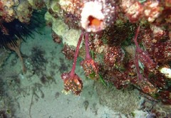 Pyura gibbosa