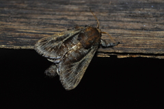 Acharia