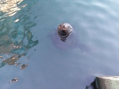 Arctocephalus pusillus doriferus