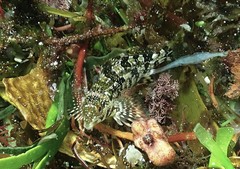 Chironemus marmoratus