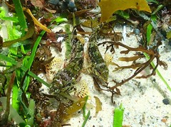 Chironemus marmoratus