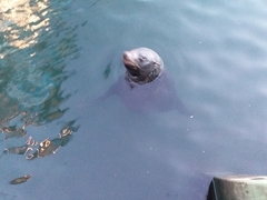 Arctocephalus pusillus doriferus