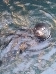 Arctocephalus pusillus doriferus