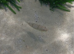 Torquigener pleurogramma